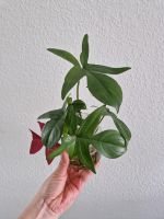 Philodendron Pedatum Ableger Dortmund - Innenstadt-Ost Vorschau