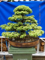 BONSAI-alte kanadische Hemlocktanne tsuga canadensis 45 Jahre alt Bayern - Baunach Vorschau