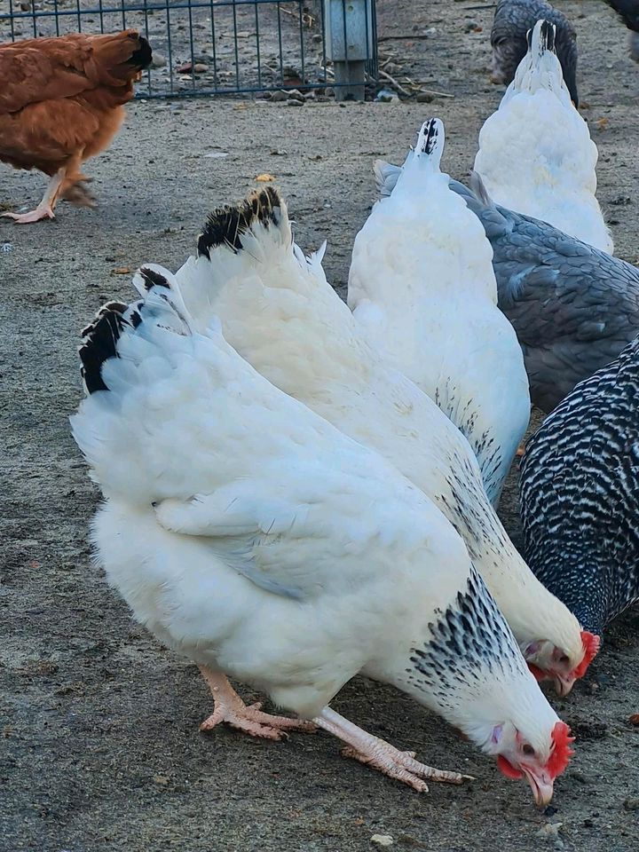Sussex Hennen / Hühner in Rhade