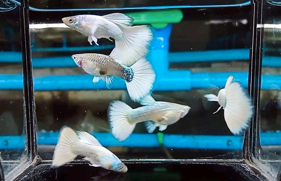 ⭐ Full White Guppy - Hochzucht Guppys aus Liebevoller Zucht in Bretzfeld