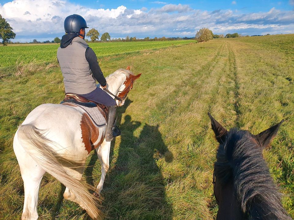 4 j. Scheke Wallach- Springpferd/ All round in Martfeld