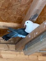 Taube Taubenpärchen Vogel Nordrhein-Westfalen - Gladbeck Vorschau