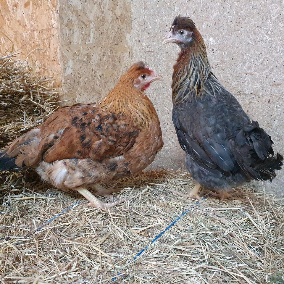 ♡Belgische Grünleger + Blauleger♡ Legehennen, Junghennen, Hühner in Küstriner Vorland