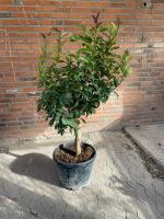 Zitronenbaum Citrus Medica - Buddha's Hand Nordrhein-Westfalen - Willich Vorschau