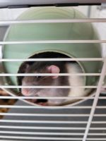 Ratten Mädchen suchen ein zuhause Kreis Pinneberg - Schenefeld Vorschau