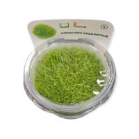 Utricularia graminifolia 6,99€* fleischfressende Aquarienpflanze Saarland - Püttlingen Vorschau