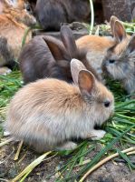 Löwenkopf Kaninchen Babyhasen Hasen Bayern - Mörnsheim Vorschau