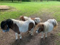 Kleine Pony Familie Sommersdorf (Börde) - Marienborn Vorschau