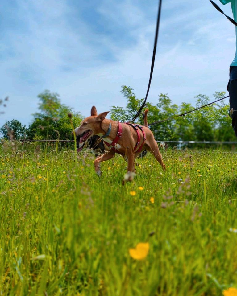 Viola Podenco Andaluz in Sulzbach (Saar)