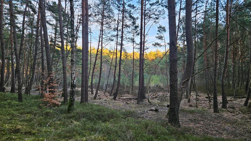 Waldgrundstück mit Feuchtbiotop in Neuruppin