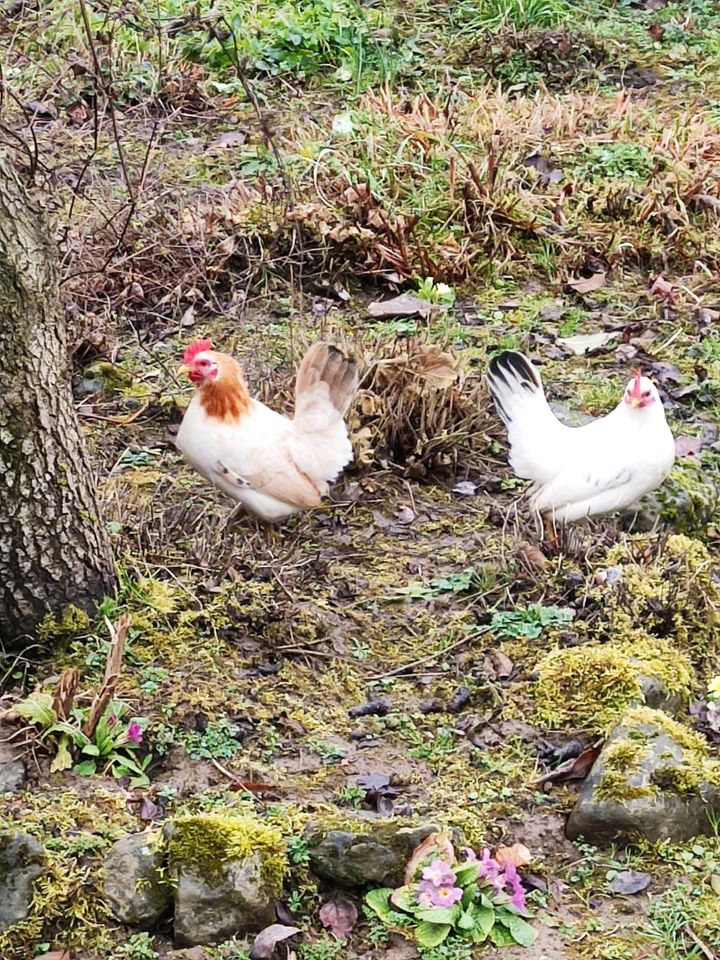Serama Bruteier, Küken, Hühner in Ortenberg