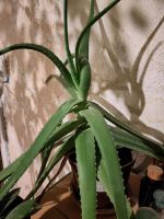 Aloe Vera Zimmerpflanze Niedersachsen - Blender Vorschau