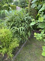 Garten, Bambus Nordrhein-Westfalen - Castrop-Rauxel Vorschau