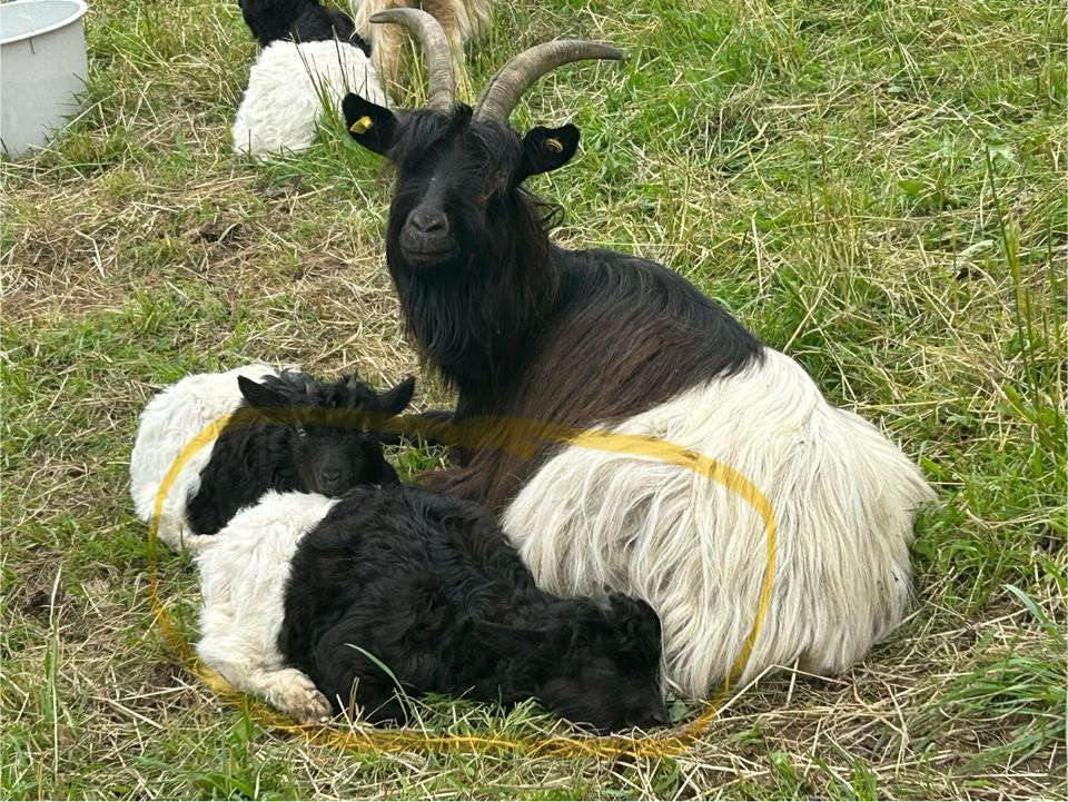 Walliser Schwarzhalsziegenbock in Ulrichstein