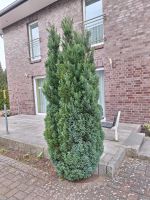 250-300cm Scheinzypresse Thuja  Smaragd  Brabant  Heckenpflanzen Schleswig-Holstein - Norderstedt Vorschau