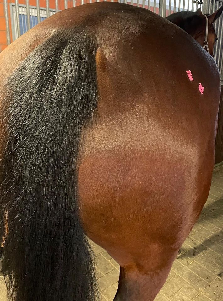 Akupunkturbehandlung für Pferd und Hund in Heek