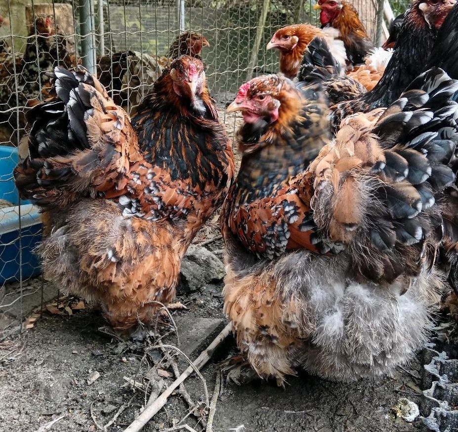 Brahma Hennen Groß Porzellan und Hähne in Bochum