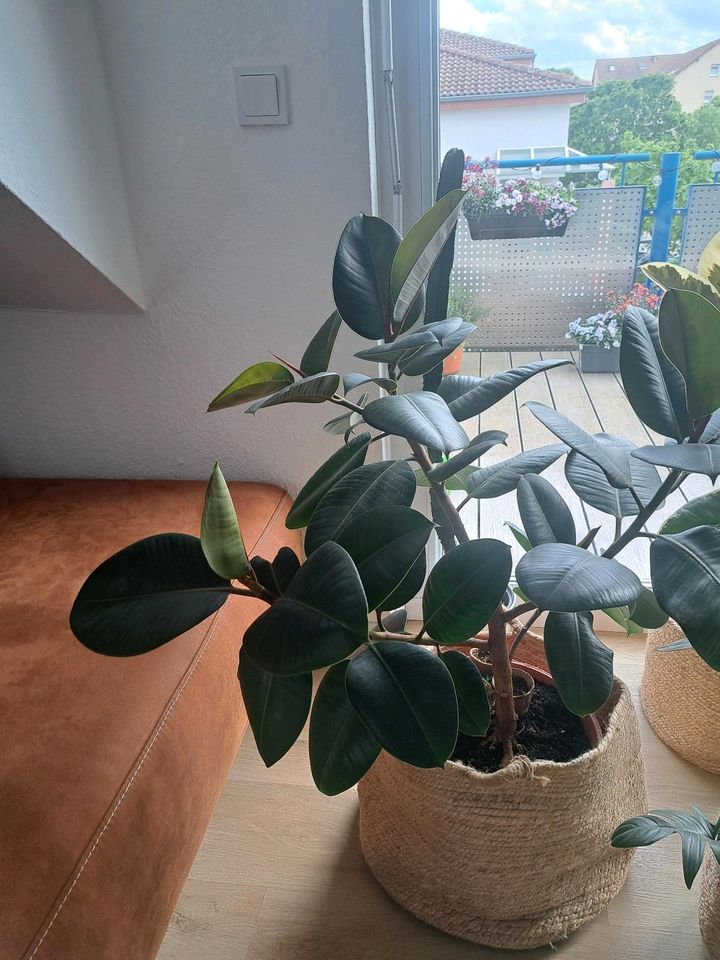 Ficus Elastica Gummibaum in Schriesheim