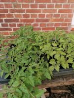 10 Tomatenpflanzen zu verschenken Niedersachsen - Bassum Vorschau