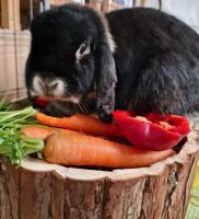 Kaninchen entlaufen| Finderlohn 50€ Bad Doberan - Landkreis - Sanitz Vorschau