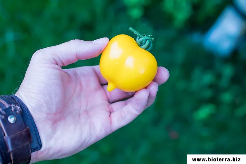 Anna German Tomate Samenfest alte Sorten T230 in Leipzig