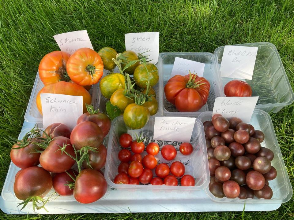 Pflanzen Tomaten alte Sorten aus eigener Zucht in Recklinghausen