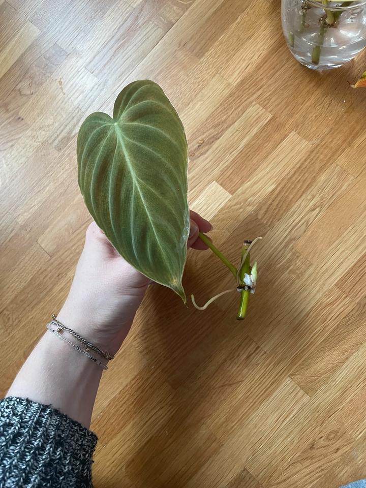 Stecklinge Philodendron Splendid (Melanochrysum x Verrucosum) in Griesheim