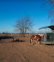 Offenstall für Allergiker Wallach/Stute Niedersachsen - Didderse Vorschau