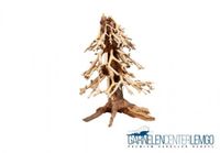 Bonsai Tannenbäumchen - Größe S 42,99€ * Nordrhein-Westfalen - Lemgo Vorschau