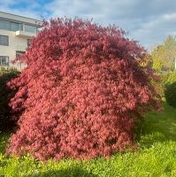 Rotes Ahorn , nur selbst abholen Hessen - Bad Homburg Vorschau