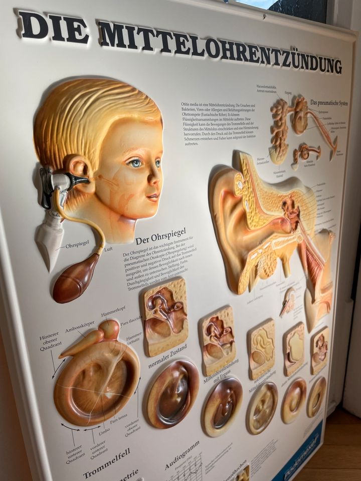 Anatomische Infotafel Werbeplakat in Chemnitz