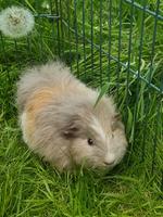 CH Teddymeerschweinchen Weibchen Nordrhein-Westfalen - Witten Vorschau