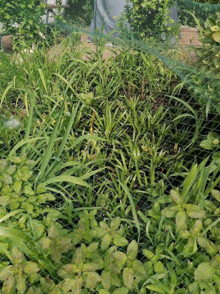 5x Krebsscheren Teichpflanze Froschbissgewächse Wasseraloe Garten in Dorsten
