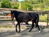 Pony, Reitpony, Zuchtstute , Traumpony , Geländeppny Baden-Württemberg - Gomadingen Vorschau