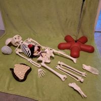 Skelett,  mein Körper,  sammeln und  bauen, vollständig Bayern - Bernbeuren Vorschau