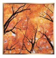 NEU 2 LIVING ART GLASBILD mit Aluminiumrahmen 50x50 cm Herbst Nordrhein-Westfalen - Rheine Vorschau