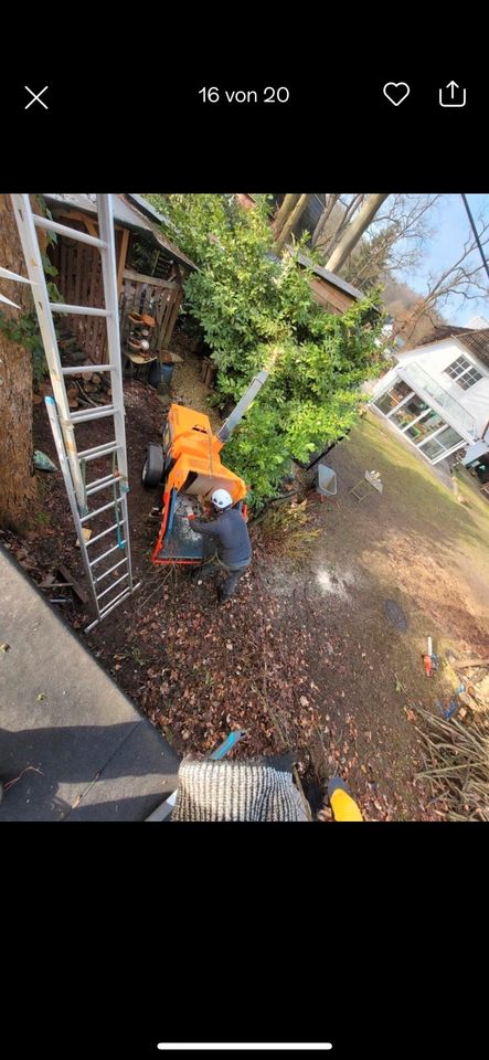 Baumpflege Baumfällung Hubarbeitsbühne Seilklettertechnik SKT B in Geesthacht