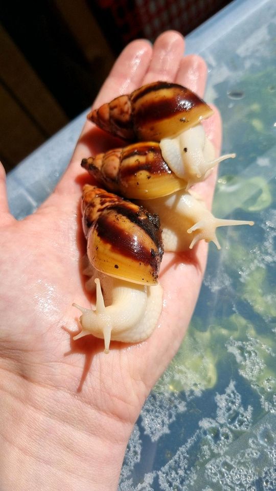 Achatschnecke Lissachatina Fulica in Raschau-Markersbach