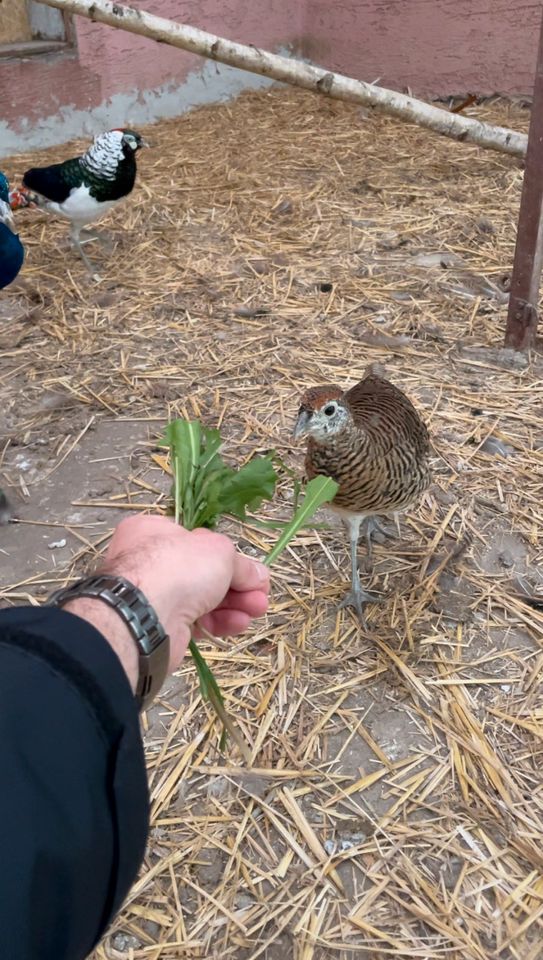 Diamantfasanen Amherstfasanen Weibchen in Ostfildern