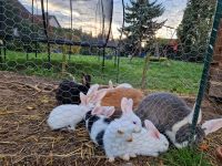 Kaninchen 8 Wochen alt in verschiedenen Farben Rheinland-Pfalz - Hanhofen Vorschau