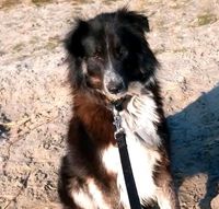 Drago sucht Happy End mit Hundekumpels❤️ Nordrhein-Westfalen - Vlotho Vorschau