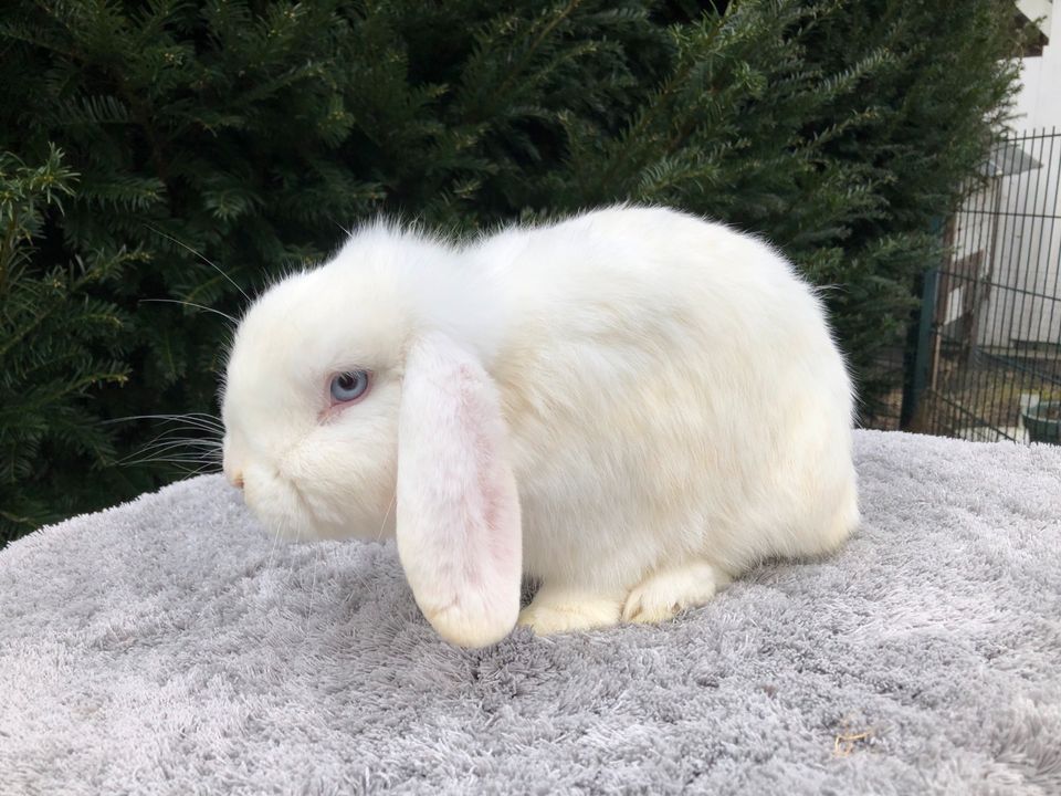 Kastrat, Rammler, Minilop, Mini Lop in Horneburg