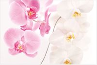 Fototapete Wandtapete Blumen Orchidee rosa weiss 4m x 2.80m Nordrhein-Westfalen - Plettenberg Vorschau