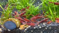 Neocaridina Red Fire Sakura Garnele Essen - Essen-Werden Vorschau