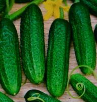 Bio-Gurkenpflanzen; Schlangen-,Salat-, Einlege-Gurken für 1,50 € Hessen - Erlensee Vorschau