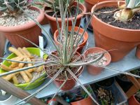 Agave Pflanze mediterrane Kaktus Niedersachsen - Scheeßel Vorschau