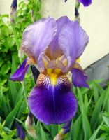 Hohe Schwertlilie, Iris germanica lila-violett 5 Stück Baden-Württemberg - Schelklingen Vorschau