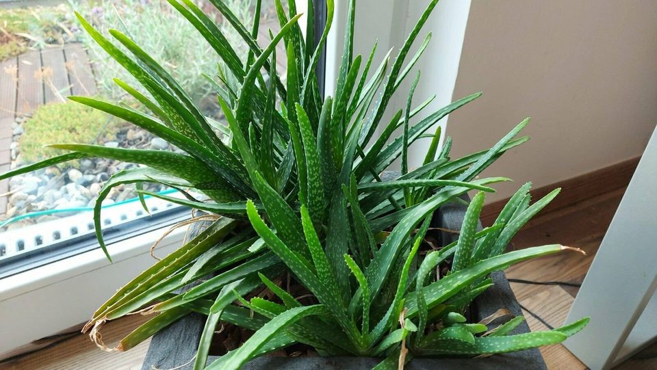 Echte Aloe vera Barbadensis Miller - aus Gran canaria Heilpflanze in Magdeburg