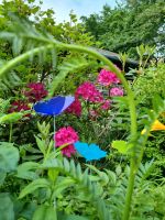 Gartendeko Schmetterlinge Acrylglas Niedersachsen - Sittensen Vorschau