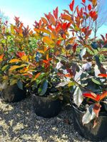 Photinia Glanzmispel Red Robin Niedersachsen - Sögel Vorschau